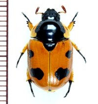 テントウムシ擬態のコガネムシの一種　Rutelarcha quadrimaculata　♀　インドネシア（ボルネオ島）