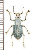 ゾウムシの一種  Curculionidae species   ベトナム南部