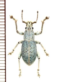 ゾウムシの一種  Curculionidae species   ベトナム南部