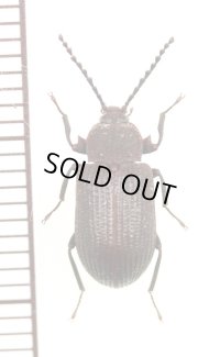 好白蟻性のゴミムシダマシの一種　Gonocnemis sp.　中央アフリカ
