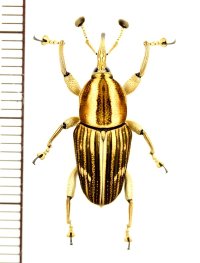 オサゾウムシの一種　Cercidocerus sp.　♀　ベトナム中部