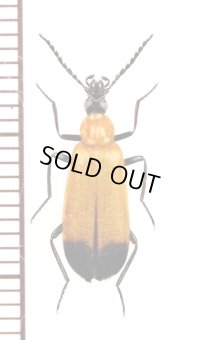 ベニボタル擬態のアカハネムシの一種　Pyrochroidae species　タンザニア