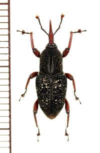 ゾウムシの一種  Curculionidae species   ベトナム南部