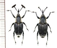 オサゾウムシの一種　Rhynchophoridae species　ペア　ベトナム南部