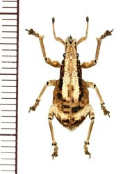ゾウムシの一種  Curculionidae species   ベトナム南部