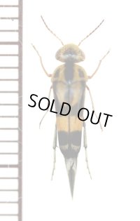 ハナノミの一種　Mordellidae species　　バヌアツ（エスピリトゥサント島）