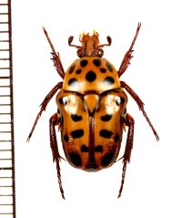 ハナムグリの一種　Neorrhina punctatum　♀　オーストラリア
