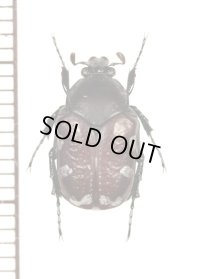 ハナムグリの一種　Cetoniinae species　♂　ドミニカ共和国