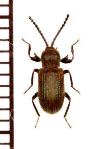 好白蟻性のゴミムシダマシの一種　Gonocnemis sp.　ラオス