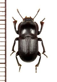 ゴミムシダマシの一種　Tenebrionidae species　南アフリカ