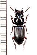 クチキゴミムシの一種　Morion sp.　ミャンマー