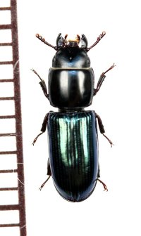 コクヌストの一種　Trogossitidae species　ソロモン諸島（ガダルカナル島）