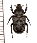 アリノスハナムグリの一種　Scaptobius capensis　♂　 南アフリカ