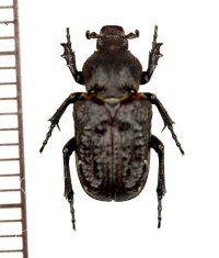 アリノスハナムグリの一種　Scaptobius capensis　♂　 南アフリカ