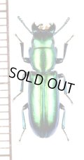 コクヌストの一種　Trogossitidae species　メキシコ