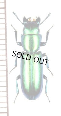 コクヌストの一種　Trogossitidae species　メキシコ