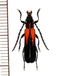 ベニボタル擬態のカミキリムシの一種　Erythrus apiculatus　♂　インドネシア（ボルネオ島）