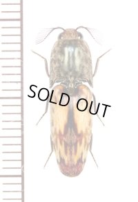 コメツキムシの一種　 Elateridae species  フランス領ギアナ