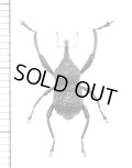 ゾウムシの一種　Curculionidae species　アルゼンチン