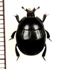 エンマムシの一種　Histeroidae species　ロシア