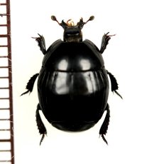 エンマムシの一種　Histeroidae species　ロシア