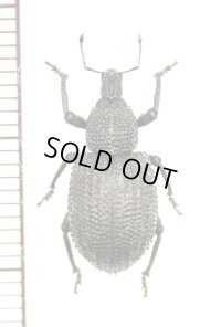 ゾウムシの一種　Curculionidae species　南アフリカ