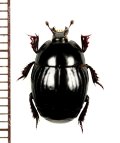 エンマムシの一種　Histeridae species　ロシア