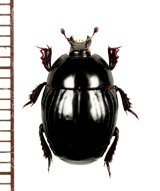 エンマムシの一種　Histeridae species　ロシア