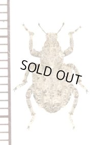 ゾウムシの一種　Curculionidae species　ボツワナ