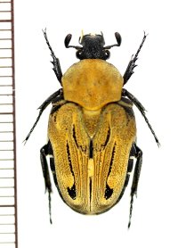 キオビエグリハナムグリ　Taeniodera flavofasiata　♀　ベトナム北東部
