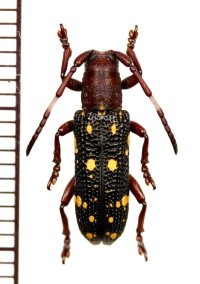ミツギリゾウムシ擬態のカミキリムシの一種　Apomecyna sp.　中国（雲南省）
