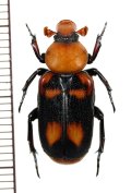アリノスハナムグリの一種 　Clinterocera trimaculata　 ♂　中国（貴州省）