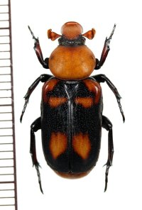 アリノスハナムグリの一種 　Clinterocera trimaculata　 ♂　中国（貴州省）