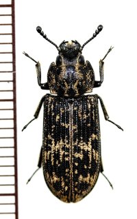 コクヌストの一種　Kolibacia species　ベトナム北東部