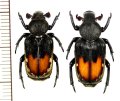 アリノスハナムグリの一種 　Clinterocera brevifasciata　ペア　 ベトナム北東部