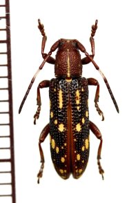 ミツギリゾウムシ擬態のカミキリムシの一種　Apomecyna sp.　中国（雲南省）