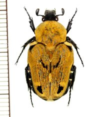 キオビエグリハナムグリ　Taeniodera flavofasiata　♀　ベトナム北東部