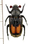 アリノスハナムグリの一種 　Clinterocera donckieri　♂　 中国（貴州省）