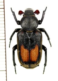 アリノスハナムグリの一種 　Clinterocera donckieri　♂　 中国（貴州省）