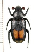 アリノスハナムグリの一種 　Clinterocera donckieri　♂　 中国（貴州省）
