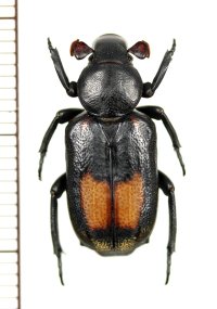 アリノスハナムグリの一種 　Clinterocera donckieri　♂　 中国（貴州省）