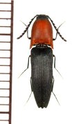 ムネアカツヤケシコメツキ　♂　山梨県