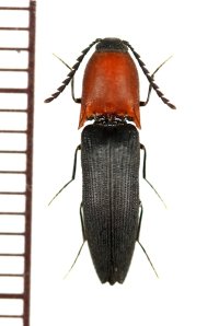 ムネアカツヤケシコメツキ　♂　山梨県