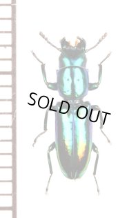 コクヌストの一種　Trogossitidae specie　フランス領ギアナ