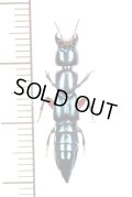 ハネカクシの一種　Staphylinidae species　 ブラジル