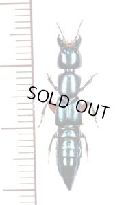 ハネカクシの一種　Staphylinidae species　 ブラジル
