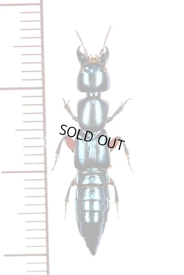 画像1: ハネカクシの一種　Staphylinidae species　 ブラジル