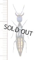 ハネカクシの一種　Staphylinidae species　 ブラジル
