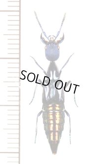 ハネカクシの一種　Staphylinidae species　 ブラジル