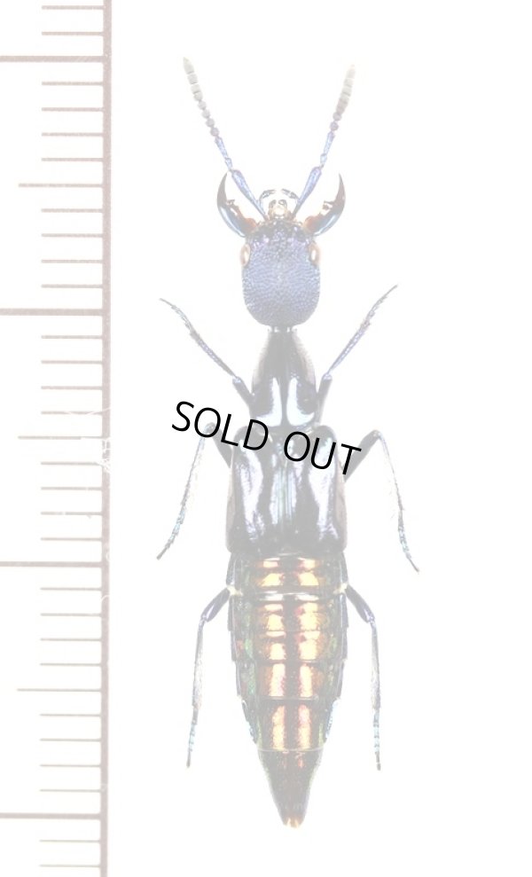 画像1: ハネカクシの一種　Staphylinidae species　 ブラジル